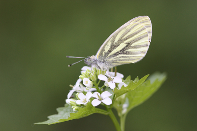 <i class='fa fa-user'></i>&nbsp;Paul Vandebroek&nbsp;|  Klein Geaderd Witje&nbsp; <i class='fa fa-eye'>&nbsp;58</i> &nbsp;<i class='fa fa-thumbs-up'>&nbsp;4</i> &nbsp; <i class='fa fa-comment-o'>&nbsp;8</i>