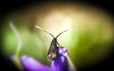 <i class='fa fa-user'></i>&nbsp;hesterb&nbsp;|  Gouden Langsprietmot&nbsp; <i class='fa fa-eye'>&nbsp;74</i> &nbsp; <i class='fa fa-comment-o'>&nbsp;13</i>