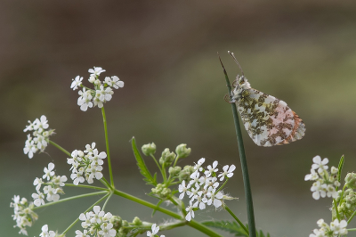 <i class='fa fa-user'></i>&nbsp;Johan van Gurp&nbsp;|  Oranjetipje&nbsp; <i class='fa fa-eye'>&nbsp;74</i> &nbsp;<i class='fa fa-thumbs-up'>&nbsp;2</i> &nbsp; <i class='fa fa-comment-o'>&nbsp;7</i>