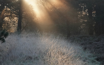 <i class='fa fa-user'></i>&nbsp;nelappelmelk&nbsp;|  Nachtvorst&nbsp; <i class='fa fa-eye'>&nbsp;83</i> &nbsp;<i class='fa fa-thumbs-up'>&nbsp;4</i> &nbsp; <i class='fa fa-comment-o'>&nbsp;9</i>