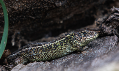 <i class='fa fa-user'></i>&nbsp;Eef Kieft&nbsp;|  Zandhagedis&nbsp; <i class='fa fa-eye'>&nbsp;58</i> &nbsp;<i class='fa fa-thumbs-up'>&nbsp;1</i> &nbsp; <i class='fa fa-comment-o'>&nbsp;2</i>