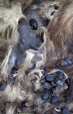 <i class='fa fa-user'></i>&nbsp;liesbeth van vliet&nbsp;|  Oranje Aaskever&nbsp; <i class='fa fa-eye'>&nbsp;88</i> &nbsp; <i class='fa fa-comment-o'>&nbsp;3</i>