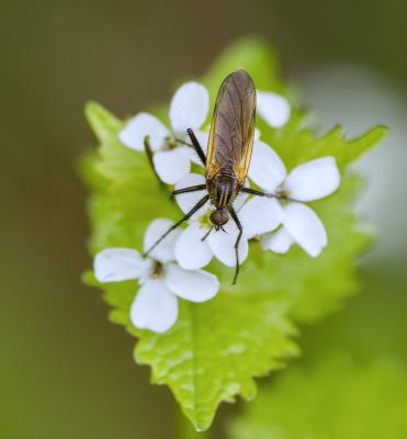 <i class='fa fa-user'></i>&nbsp;janvangastel&nbsp;|  Grote Dansvlieg&nbsp; <i class='fa fa-eye'>&nbsp;51</i> &nbsp;<i class='fa fa-thumbs-up'>&nbsp;1</i> &nbsp; <i class='fa fa-comment-o'>&nbsp;5</i>