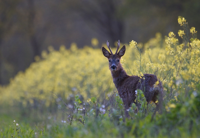 <i class='fa fa-user'></i>&nbsp;robert-jan&nbsp;|  Ree&nbsp; <i class='fa fa-eye'>&nbsp;79</i> &nbsp;<i class='fa fa-thumbs-up'>&nbsp;1</i> &nbsp; <i class='fa fa-comment-o'>&nbsp;2</i>