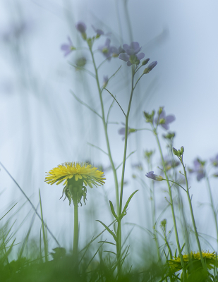 <i class='fa fa-user'></i>&nbsp;ErnovanDoorn&nbsp;|  Paardenbloem&nbsp; <i class='fa fa-eye'>&nbsp;54</i> &nbsp;<i class='fa fa-thumbs-up'>&nbsp;1</i> &nbsp; <i class='fa fa-comment-o'>&nbsp;3</i>