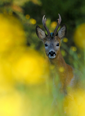 <i class='fa fa-user'></i>&nbsp;robert-jan&nbsp;|  Ree&nbsp; <i class='fa fa-eye'>&nbsp;89</i> &nbsp;<i class='fa fa-thumbs-up'>&nbsp;7</i> &nbsp; <i class='fa fa-comment-o'>&nbsp;10</i>