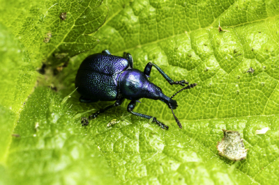 <i class='fa fa-user'></i>&nbsp;Martin Verbeeten&nbsp;|  Berkensigarenmaker&nbsp; <i class='fa fa-eye'>&nbsp;53</i> &nbsp;<i class='fa fa-thumbs-up'>&nbsp;1</i> &nbsp; <i class='fa fa-comment-o'>&nbsp;4</i>