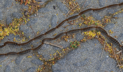 <i class='fa fa-user'></i>&nbsp;Ad Sprang&nbsp;|  Dennenprocessierups&nbsp; <i class='fa fa-eye'>&nbsp;91</i> &nbsp;<i class='fa fa-thumbs-up'>&nbsp;5</i> &nbsp; <i class='fa fa-comment-o'>&nbsp;8</i>