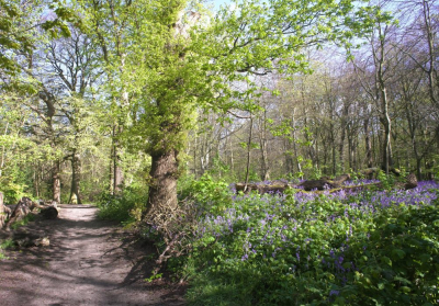 <i class='fa fa-user'></i>&nbsp;hesterb&nbsp;|  Lentemorgen in bosje&nbsp; <i class='fa fa-eye'>&nbsp;76</i> &nbsp; <i class='fa fa-comment-o'>&nbsp;4</i>