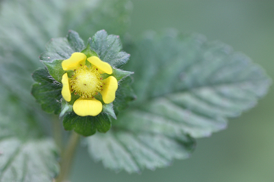 <i class='fa fa-user'></i>&nbsp;Paul Vandebroek&nbsp;|  Schijnaardbei&nbsp; <i class='fa fa-eye'>&nbsp;55</i> &nbsp;<i class='fa fa-thumbs-up'>&nbsp;2</i> &nbsp; <i class='fa fa-comment-o'>&nbsp;5</i>