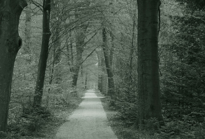 <i class='fa fa-user'></i> Tineke Strijbosch |  Bospad in het Asserbos  <i class='fa fa-eye'> 52</i>  <i class='fa fa-thumbs-up'> 1</i>   <i class='fa fa-comment-o'> 6</i>