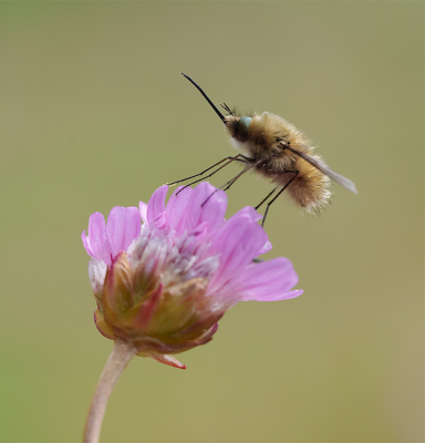 Nature picture: 1. Gewone Wolzwever