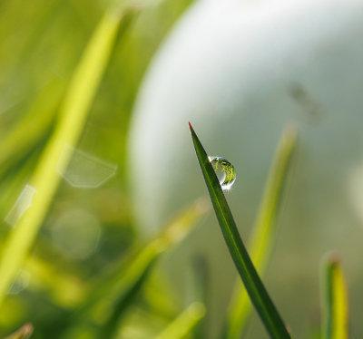 In het gras lag een ganzenei dat er leeggeroofd uitzag. Dat wilde ik fotograferen, maar toen zag ik een grasspriet met een waterdruppel. Eigenlijk veel mooier. Het witte in de achtergrond is het ei.