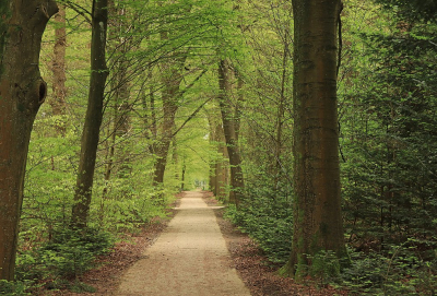 Het Asserbos heeft fraaie wandelpaden, hier heb ik het pad bewust in het midden gehouden.