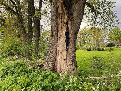 <i class='fa fa-user'></i>&nbsp;frbeuming&nbsp;|  Zomereik&nbsp; <i class='fa fa-eye'>&nbsp;67</i> &nbsp; <i class='fa fa-comment-o'>&nbsp;6</i>