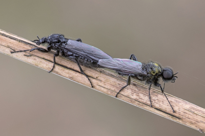 <i class='fa fa-user'></i>&nbsp;Johan van Gurp&nbsp;|  Rouwvlieg&nbsp; <i class='fa fa-eye'>&nbsp;58</i> &nbsp;<i class='fa fa-thumbs-up'>&nbsp;1</i> &nbsp; <i class='fa fa-comment-o'>&nbsp;4</i>