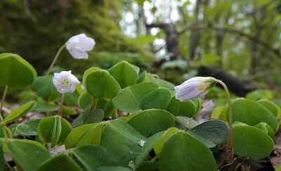 <i class='fa fa-user'></i>&nbsp;nelappelmelk&nbsp;|  Witte Klaverzuring&nbsp; <i class='fa fa-eye'>&nbsp;53</i> &nbsp; <i class='fa fa-comment-o'>&nbsp;2</i>