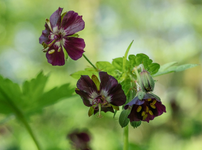 <i class='fa fa-user'></i>&nbsp;Tim Oord&nbsp;|  Donkere Ooievaarsbek&nbsp; <i class='fa fa-eye'>&nbsp;59</i> &nbsp;<i class='fa fa-thumbs-up'>&nbsp;3</i> &nbsp; <i class='fa fa-comment-o'>&nbsp;5</i>