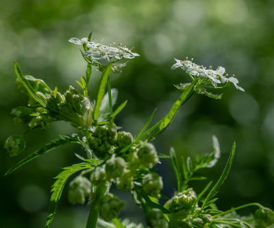 <i class='fa fa-user'></i>&nbsp;Tim Oord&nbsp;|  Fluitenkruid&nbsp; <i class='fa fa-eye'>&nbsp;48</i> &nbsp; <i class='fa fa-comment-o'>&nbsp;0</i>