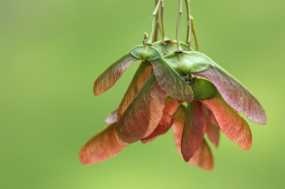 <i class='fa fa-user'></i>&nbsp;Paul Vandebroek&nbsp;|  Gewone Esdoorn&nbsp; <i class='fa fa-eye'>&nbsp;48</i> &nbsp; <i class='fa fa-comment-o'>&nbsp;5</i>