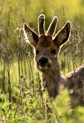 <i class='fa fa-user'></i>&nbsp;robert-jan&nbsp;|  Ree&nbsp; <i class='fa fa-eye'>&nbsp;59</i> &nbsp; <i class='fa fa-comment-o'>&nbsp;1</i>