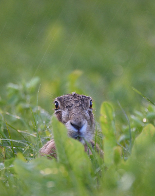 <i class='fa fa-user'></i>&nbsp;robert-jan&nbsp;|  Haas&nbsp; <i class='fa fa-eye'>&nbsp;64</i> &nbsp;<i class='fa fa-thumbs-up'>&nbsp;1</i> &nbsp; <i class='fa fa-comment-o'>&nbsp;5</i>