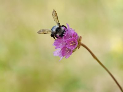 <i class='fa fa-user'></i>&nbsp;Jurgen Maassen&nbsp;|  Asbij&nbsp; <i class='fa fa-eye'>&nbsp;60</i> &nbsp;<i class='fa fa-thumbs-up'>&nbsp;2</i> &nbsp; <i class='fa fa-comment-o'>&nbsp;4</i>