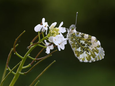 <i class='fa fa-user'></i>&nbsp;Ad Sprang&nbsp;|  Oranjetipje&nbsp; <i class='fa fa-eye'>&nbsp;59</i> &nbsp;<i class='fa fa-thumbs-up'>&nbsp;7</i> &nbsp; <i class='fa fa-comment-o'>&nbsp;5</i>