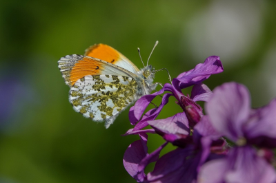 <i class='fa fa-user'></i>&nbsp;Jacolienl&nbsp;|  Oranjetipje&nbsp; <i class='fa fa-eye'>&nbsp;61</i> &nbsp;<i class='fa fa-thumbs-up'>&nbsp;4</i> &nbsp; <i class='fa fa-comment-o'>&nbsp;5</i>