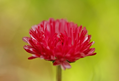 <i class='fa fa-user'></i>&nbsp;Cor&nbsp;|  Madeliefje&nbsp; <i class='fa fa-eye'>&nbsp;63</i> &nbsp;<i class='fa fa-thumbs-up'>&nbsp;3</i> &nbsp; <i class='fa fa-comment-o'>&nbsp;9</i>