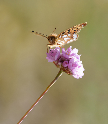 <i class='fa fa-user'></i>&nbsp;Jurgen Maassen&nbsp;|  Kleine Parelmoervlinder&nbsp; <i class='fa fa-eye'>&nbsp;62</i> &nbsp;<i class='fa fa-thumbs-up'>&nbsp;1</i> &nbsp; <i class='fa fa-comment-o'>&nbsp;2</i>