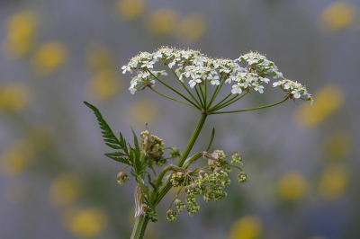 <i class='fa fa-user'></i>&nbsp;Johan van Gurp&nbsp;|  Fluitenkruid&nbsp; <i class='fa fa-eye'>&nbsp;52</i> &nbsp;<i class='fa fa-thumbs-up'>&nbsp;1</i> &nbsp; <i class='fa fa-comment-o'>&nbsp;1</i>