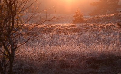 <i class='fa fa-user'></i>&nbsp;nelappelmelk&nbsp;|  Koude morgen&nbsp; <i class='fa fa-eye'>&nbsp;81</i> &nbsp;<i class='fa fa-thumbs-up'>&nbsp;3</i> &nbsp; <i class='fa fa-comment-o'>&nbsp;10</i>