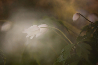 <i class='fa fa-user'></i>&nbsp;Pieter  LJ&nbsp;|  Bosanemoon&nbsp; <i class='fa fa-eye'>&nbsp;63</i> &nbsp;<i class='fa fa-thumbs-up'>&nbsp;3</i> &nbsp; <i class='fa fa-comment-o'>&nbsp;2</i>