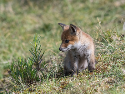 <i class='fa fa-user'></i>&nbsp;Eef Kieft&nbsp;|  Vos&nbsp; <i class='fa fa-eye'>&nbsp;110</i> &nbsp; <i class='fa fa-comment-o'>&nbsp;3</i>