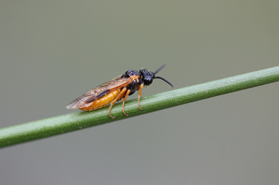 <i class='fa fa-user'></i>&nbsp;Paul Vandebroek&nbsp;|  Selandria serva&nbsp; <i class='fa fa-eye'>&nbsp;61</i> &nbsp; <i class='fa fa-comment-o'>&nbsp;3</i>