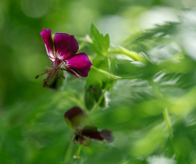 <i class='fa fa-user'></i>&nbsp;Tim Oord&nbsp;|  Donkere Ooievaarsbek&nbsp; <i class='fa fa-eye'>&nbsp;57</i> &nbsp; <i class='fa fa-comment-o'>&nbsp;2</i>