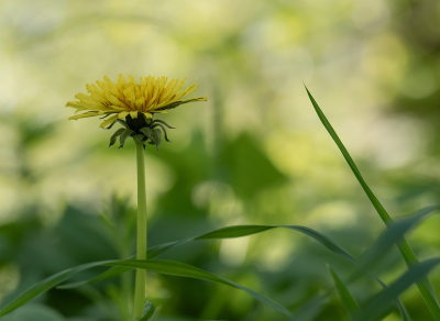 <i class='fa fa-user'></i>&nbsp;Tim Oord&nbsp;|  Paardenbloem&nbsp; <i class='fa fa-eye'>&nbsp;47</i> &nbsp; <i class='fa fa-comment-o'>&nbsp;1</i>