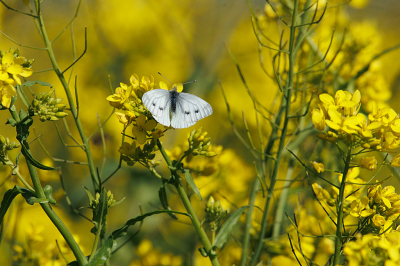 Als klein jongetje heb ik ooit "het wegje door het koren" van W.G. van der Hulst gelezen. Dit was een wegje door het koolzaad, waar dit mooie vlindertje wat nectar kwam tanken.
