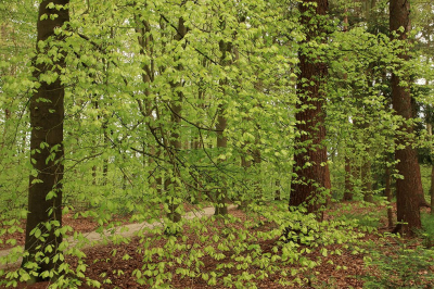 <i class='fa fa-user'></i>&nbsp;Tineke Strijbosch&nbsp;|  Gordijn van bladeren&nbsp; <i class='fa fa-eye'>&nbsp;69</i> &nbsp;<i class='fa fa-thumbs-up'>&nbsp;2</i> &nbsp; <i class='fa fa-comment-o'>&nbsp;10</i>