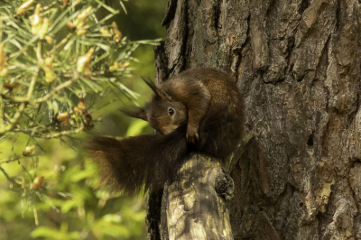 <i class='fa fa-user'></i>&nbsp;Martin Verbeeten&nbsp;|  Eekhoorn&nbsp; <i class='fa fa-eye'>&nbsp;62</i> &nbsp; <i class='fa fa-comment-o'>&nbsp;1</i>