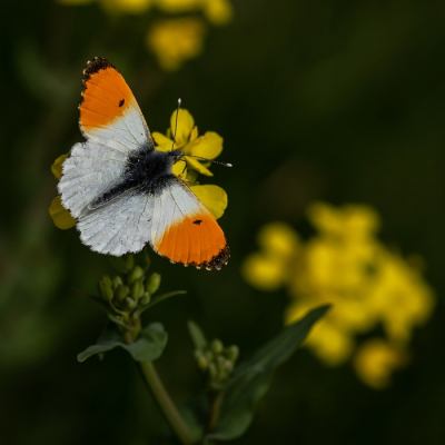 <i class='fa fa-user'></i>&nbsp;Johan van Gurp&nbsp;|  Oranjetipje&nbsp; <i class='fa fa-eye'>&nbsp;71</i> &nbsp;<i class='fa fa-thumbs-up'>&nbsp;2</i> &nbsp; <i class='fa fa-comment-o'>&nbsp;3</i>