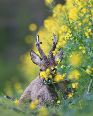 <i class='fa fa-user'></i>&nbsp;robert-jan&nbsp;|  Ree&nbsp; <i class='fa fa-eye'>&nbsp;69</i> &nbsp; <i class='fa fa-comment-o'>&nbsp;3</i>