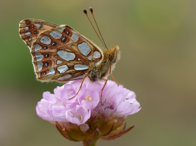 <i class='fa fa-user'></i>&nbsp;Jurgen Maassen&nbsp;|  Kleine Parelmoervlinder&nbsp; <i class='fa fa-eye'>&nbsp;91</i> &nbsp;<i class='fa fa-thumbs-up'>&nbsp;2</i> &nbsp; <i class='fa fa-comment-o'>&nbsp;6</i>