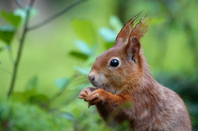 <i class='fa fa-user'></i>&nbsp;nelappelmelk&nbsp;|  Eekhoorn&nbsp; <i class='fa fa-eye'>&nbsp;66</i> &nbsp; <i class='fa fa-comment-o'>&nbsp;4</i>