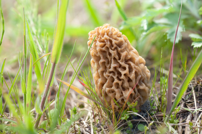 <i class='fa fa-user'></i>&nbsp;Adri Gr Nuelend&nbsp;|  Gewone Morielje&nbsp; <i class='fa fa-eye'>&nbsp;75</i> &nbsp; <i class='fa fa-comment-o'>&nbsp;10</i>