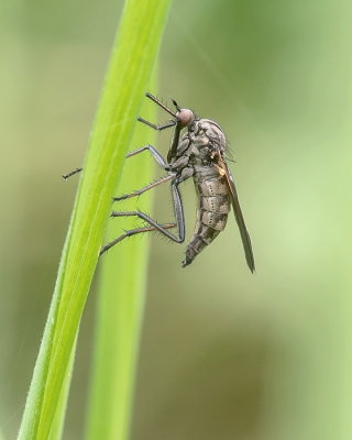 Nature picture: 1. Grote Dansvlieg