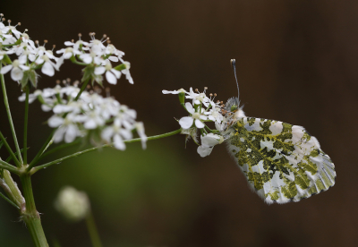 <i class='fa fa-user'></i>&nbsp;Ad Sprang&nbsp;|  Oranjetipje&nbsp; <i class='fa fa-eye'>&nbsp;54</i> &nbsp;<i class='fa fa-thumbs-up'>&nbsp;3</i> &nbsp; <i class='fa fa-comment-o'>&nbsp;8</i>