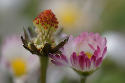 <i class='fa fa-user'></i>&nbsp;Nel R&nbsp;|  Madeliefje&nbsp; <i class='fa fa-eye'>&nbsp;83</i> &nbsp;<i class='fa fa-thumbs-up'>&nbsp;9</i> &nbsp; <i class='fa fa-comment-o'>&nbsp;7</i>