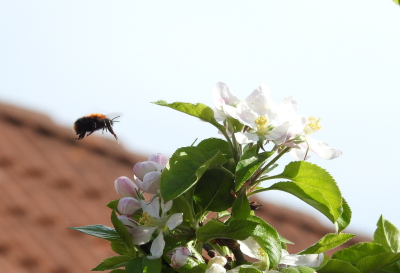 <i class='fa fa-user'></i>&nbsp;Jovanzo&nbsp;|  Akkerhommel&nbsp; <i class='fa fa-eye'>&nbsp;77</i> &nbsp;<i class='fa fa-thumbs-up'>&nbsp;2</i> &nbsp; <i class='fa fa-comment-o'>&nbsp;7</i>